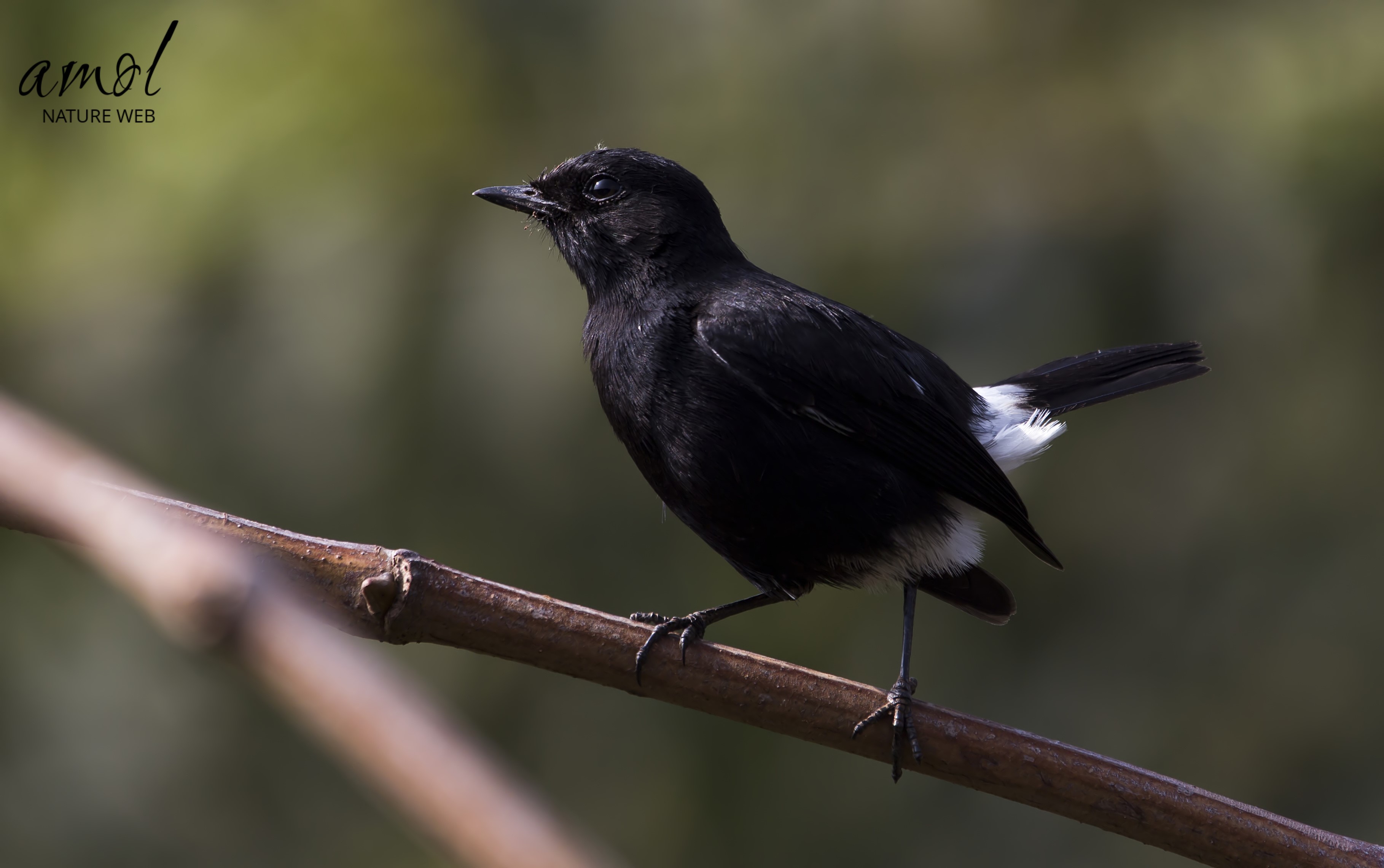 Pied Bushchat